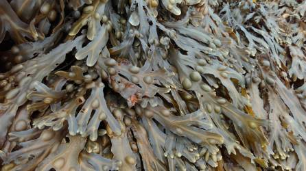 seaweed-2.jpg