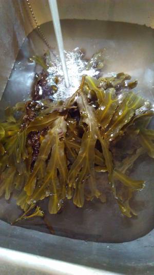 seaweed-sink.jpg