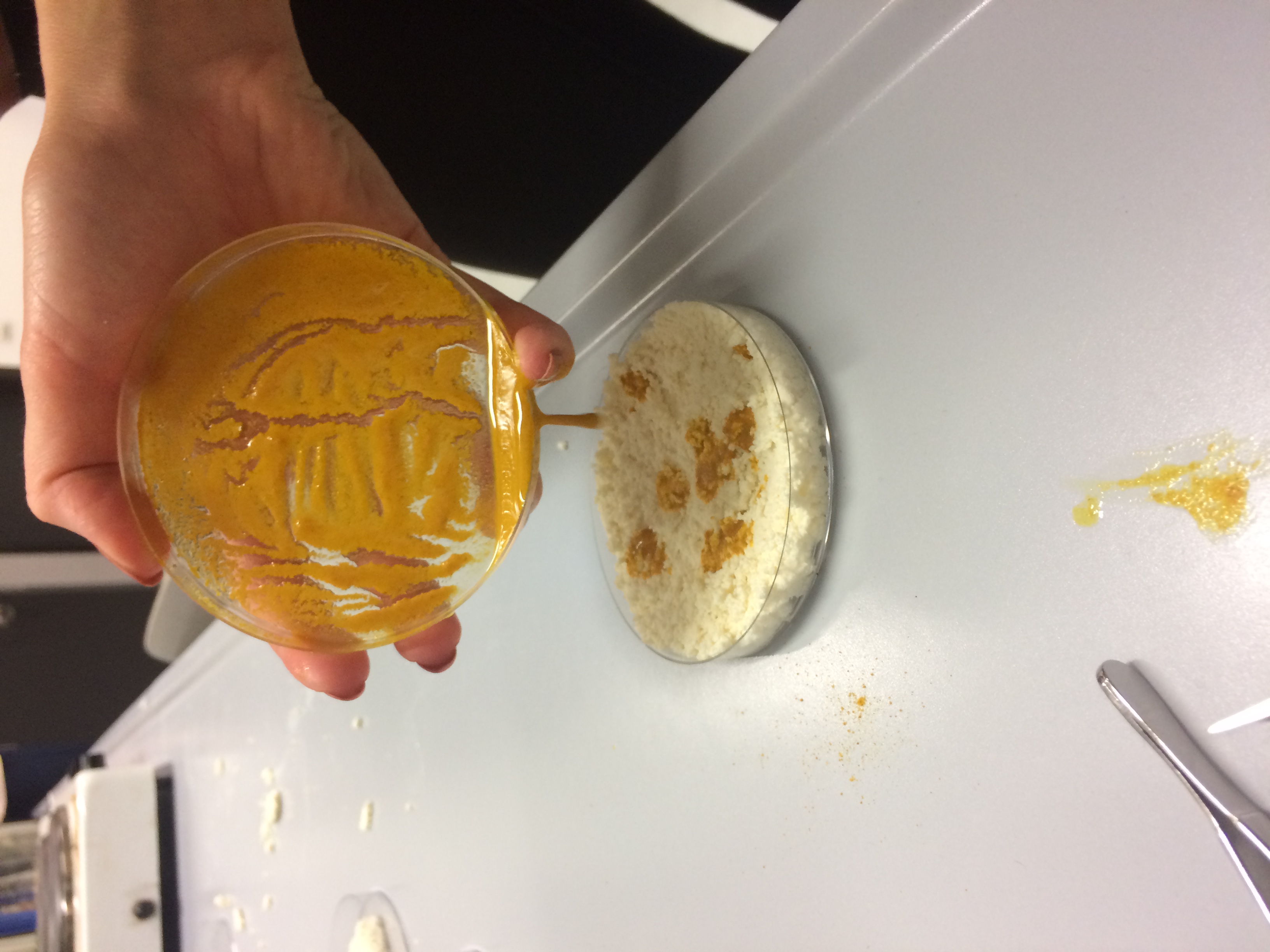 tumeric_addition.jpg tumeric_addition.jpg